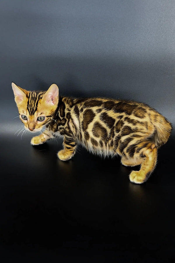 Adorable Bengal kitten Jarvis with a spotted coat and alert expression
