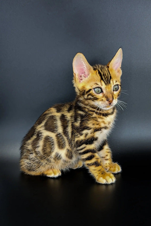 Bengal kitten Jarvis showing off his spotted coat and curious expression