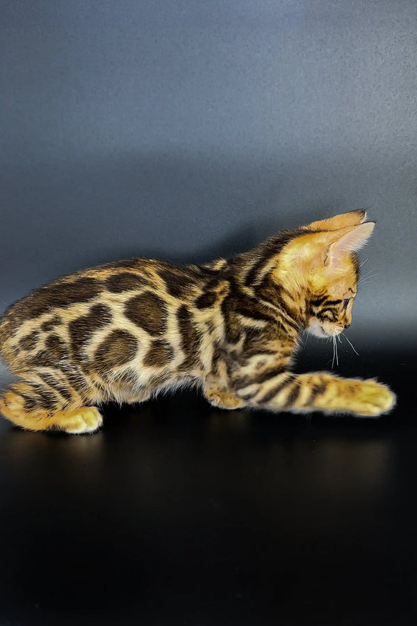 Adorable Bengal kitten with a unique spotted coat pattern in Jarvis product