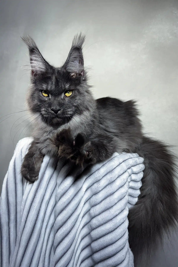 Gray Maine Coon cat in the Jarvis Maine Coon Kitten product display picture