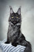 Majestic black Maine Coon cat showcased in Jarvis | Maine Coon Kitten product