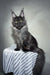 Majestic gray Maine Coon cat from the Jarvis Maine Coon Kitten collection