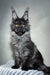 Majestic gray Maine Coon cat featured in Jarvis Maine Coon Kitten product