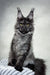 Majestic gray Maine Coon cat in Jarvis | Maine Coon Kitten product display