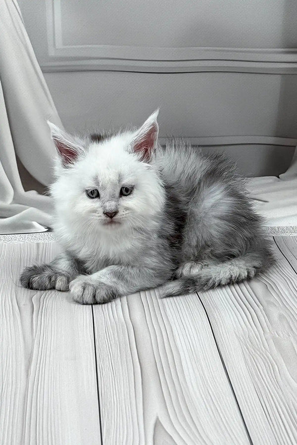 Jasim | polydactyl maine coon