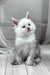 Jasim | polydactyl maine coon