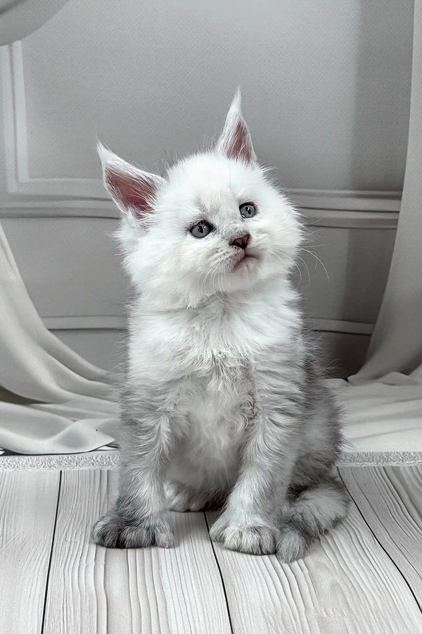 Jasim | polydactyl maine coon