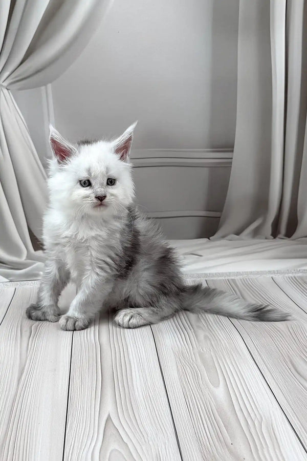 Jasim | polydactyl maine coon