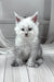 Jasim | polydactyl maine coon