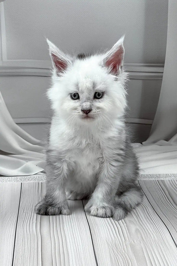 Jasim | polydactyl maine coon