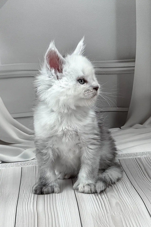 Jasim | polydactyl maine coon