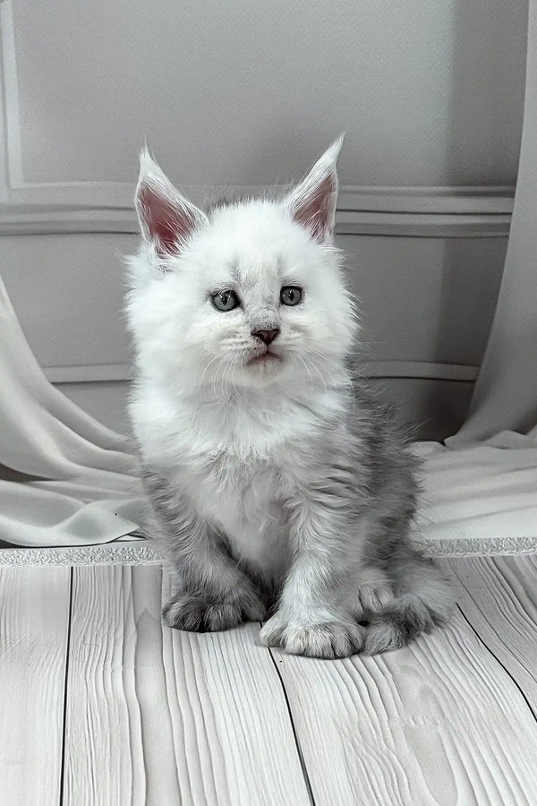 Jasim | polydactyl maine coon