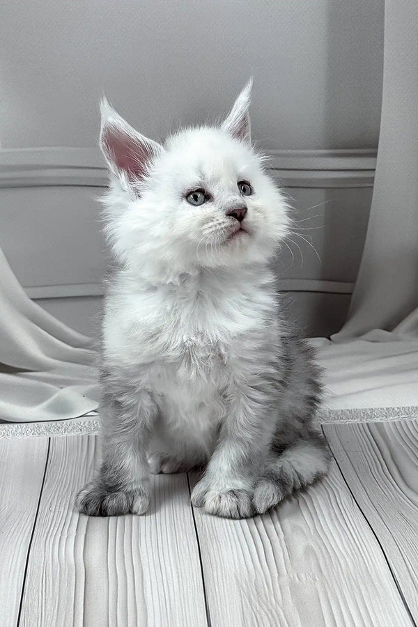 Jasim | polydactyl maine coon