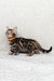 Bengal kitten named Jasmine wearing a cute orange collar ready for adoption