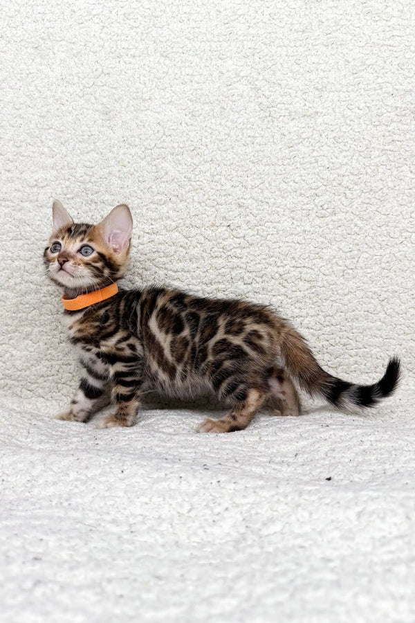 Bengal kitten named Jasmine wearing a cute orange collar ready for adoption