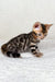 Spotted Bengal kitten exploring with curious eyes in the Jasmine Bengal Kitten product