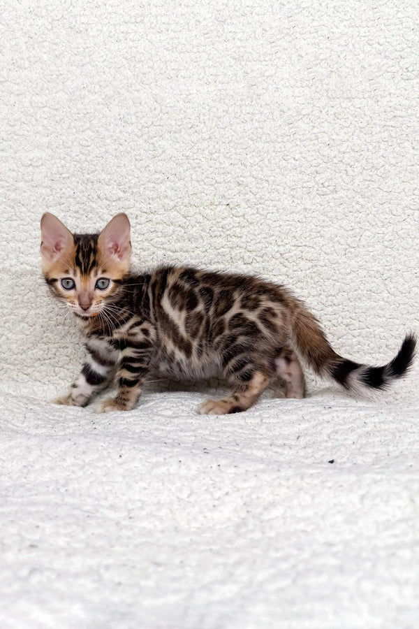 Adorable Bengal kitten with a spotted coat from Jasmine collection