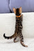 Cute spotted Bengal kitten named Jasmine with an orange collar looking adorable