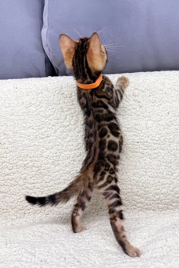 Spotted Bengal kitten named Jasmine, sporting a cute orange collar