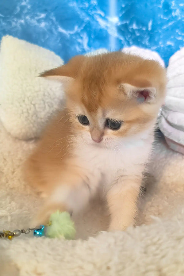 Jasmine | scottish straight kitten