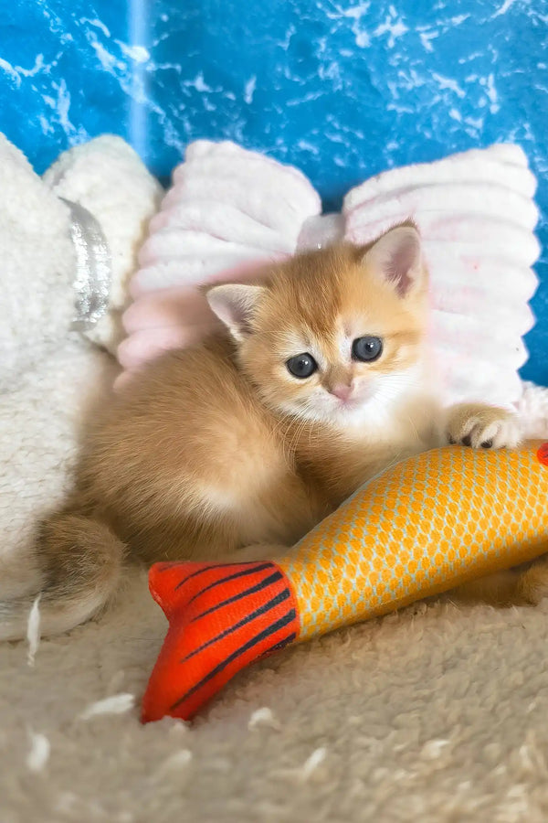 Jasmine | scottish straight kitten