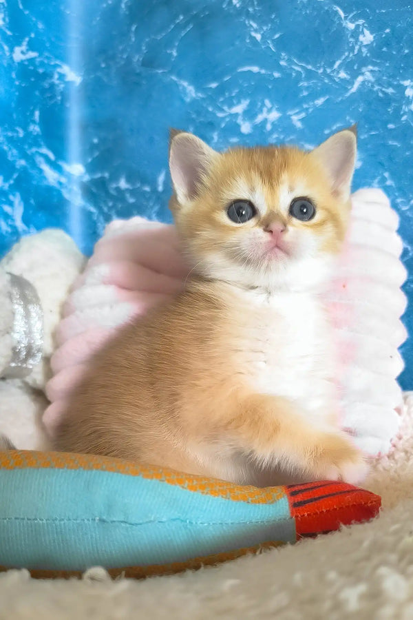 Jasmine | scottish straight kitten