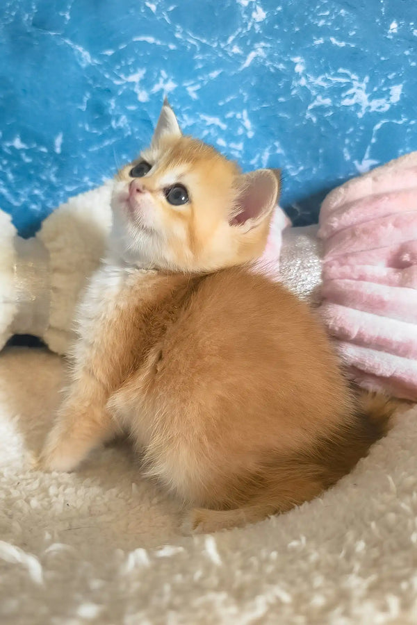 Jasmine | scottish straight kitten