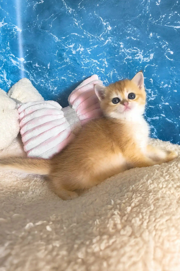 Jasmine | scottish straight kitten