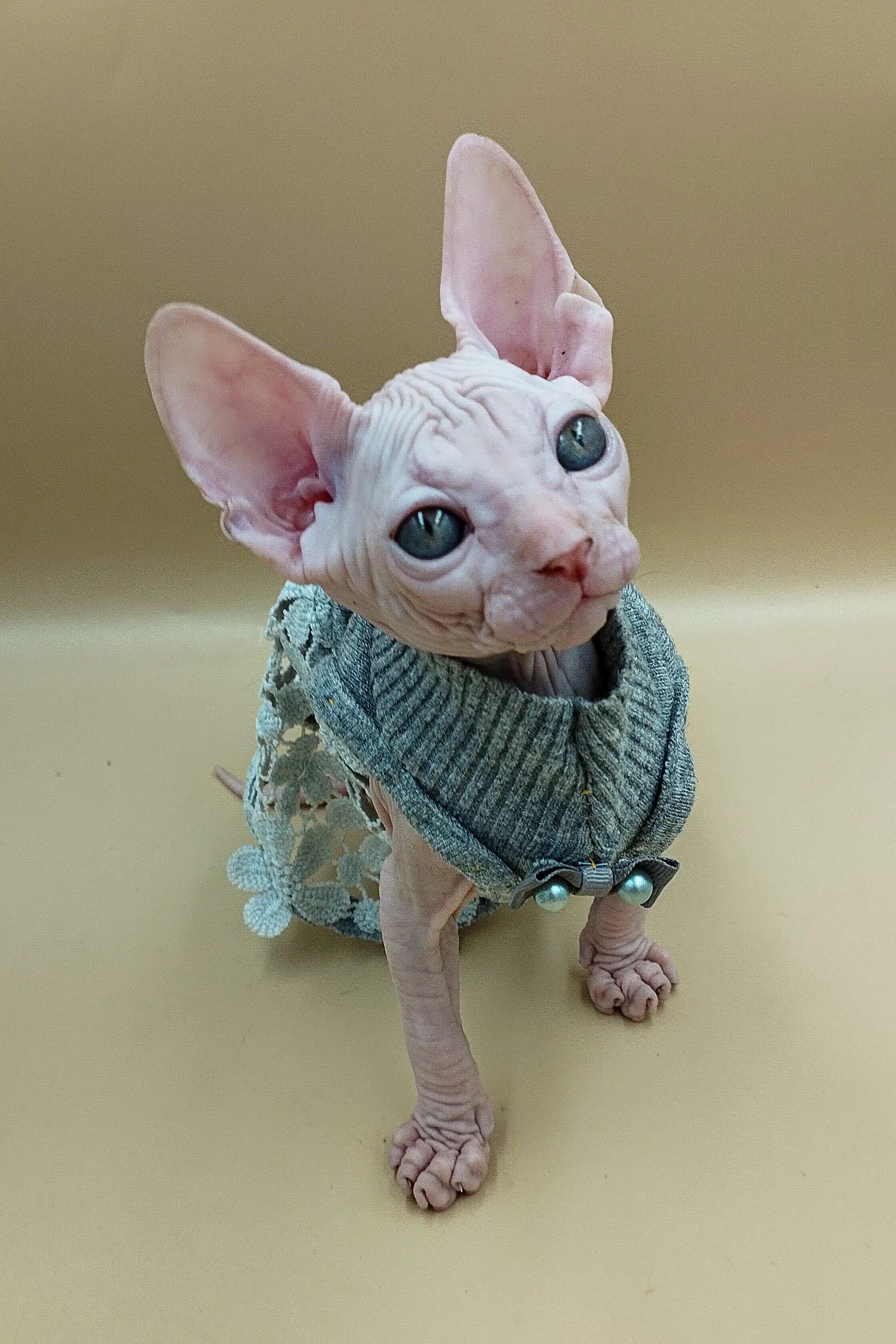 Hairless Sphynx Cats for Sale Jasmine | Kitten