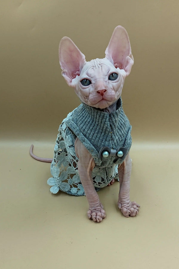 Sphynx kitten Jasmine rocking a cozy blue-green knitted sweater