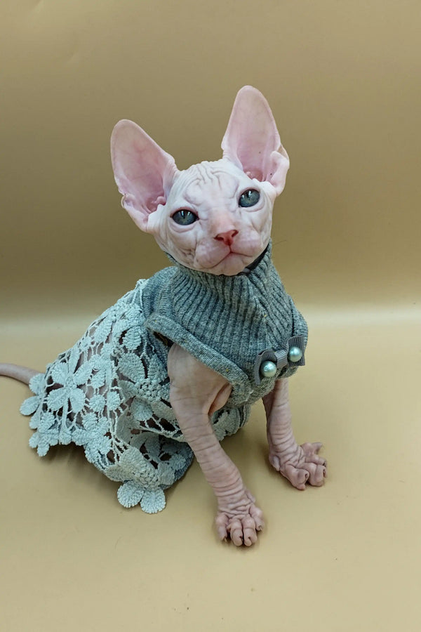 Adorable Sphynx kitten in a cozy knitted teal sweater named Jasmine