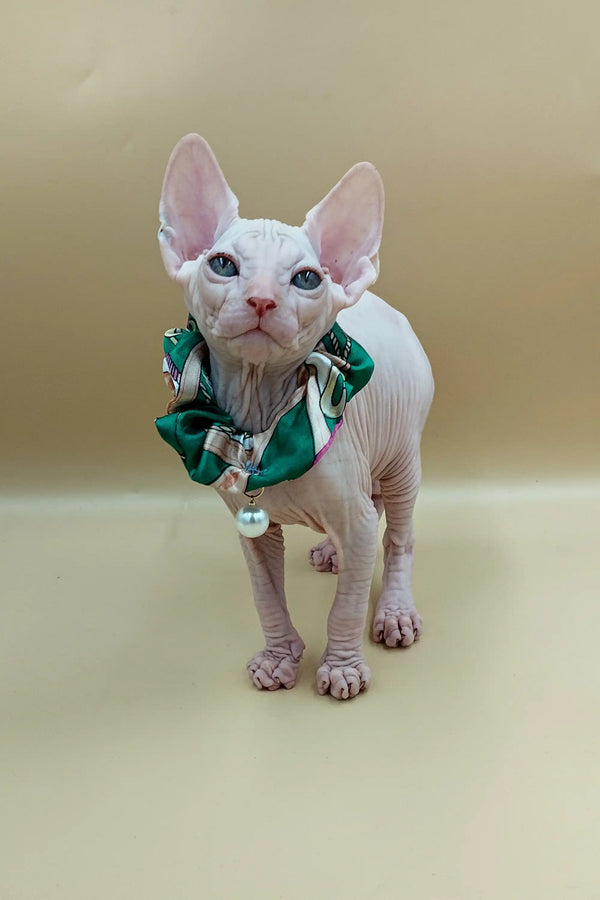 Cute Hairless white Sphynx kitten in a green and white striped collar with a bell