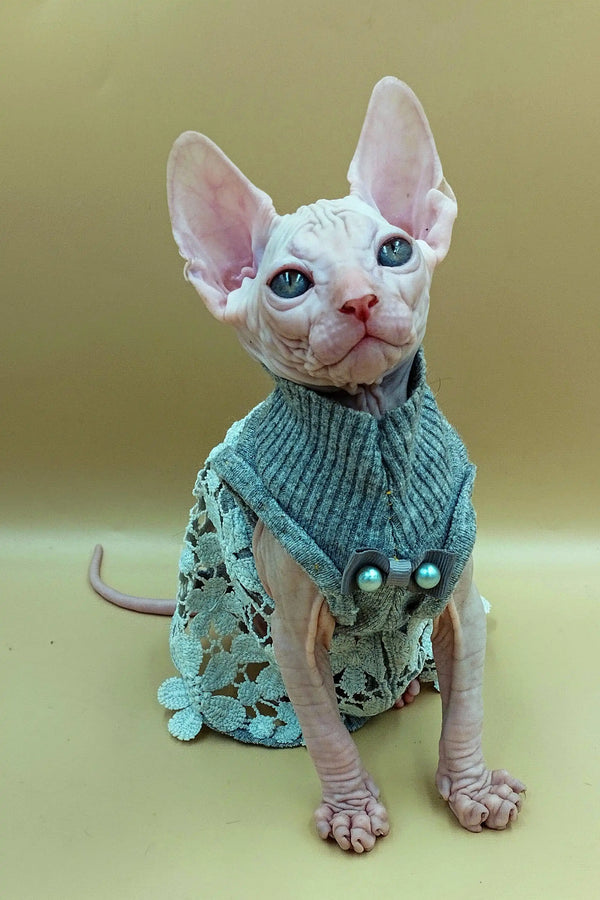 Hairless Sphynx kitten in a cozy teal knitted sweater, perfect for stylish pets