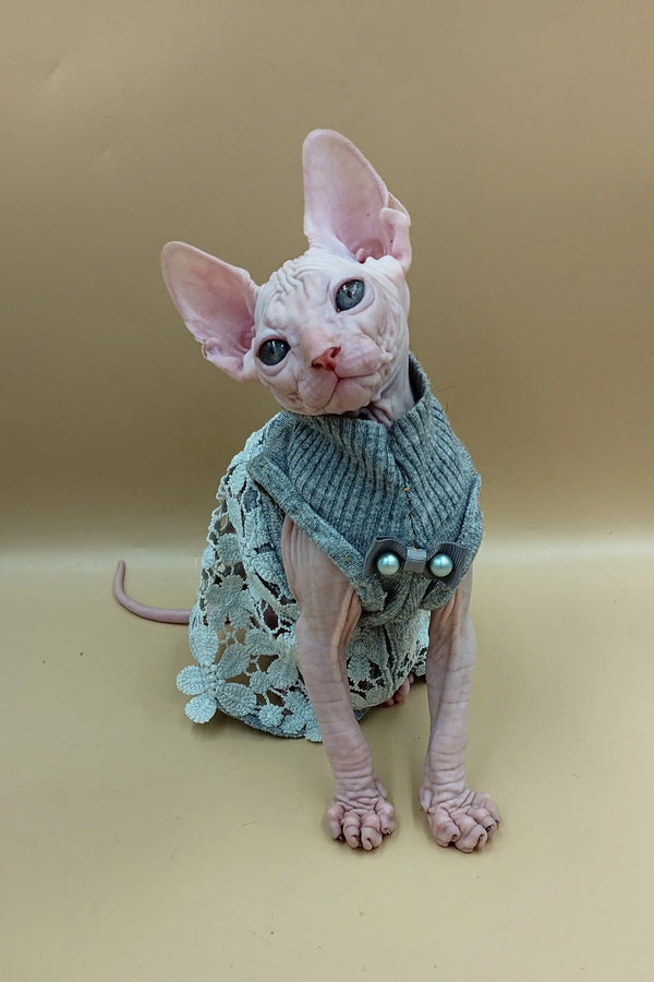 Sphynx kitten Jasmine snuggled in a cozy blue-green knitted sweater