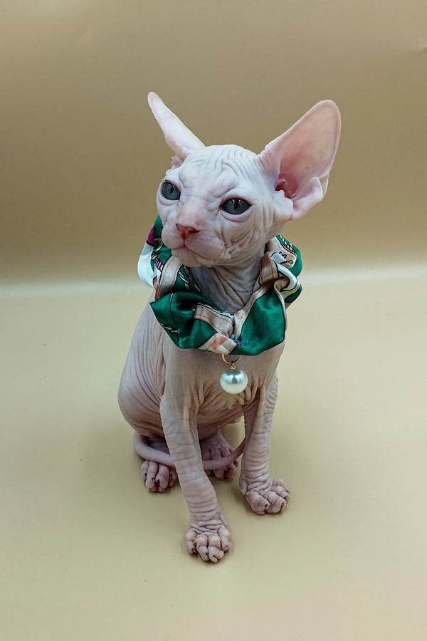 Cute Hairless Sphynx kitten named Jasmine rocking a green patterned collar