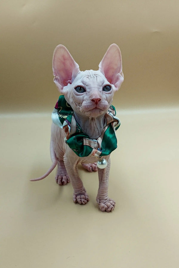 Adorable Hairless Sphynx Kitten named Jasmine rocking a cute green bow