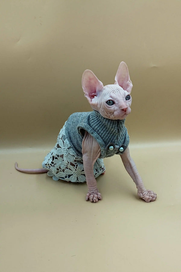 Hairless Sphynx kitten Jasmine snuggled in a cute knitted blue sweater