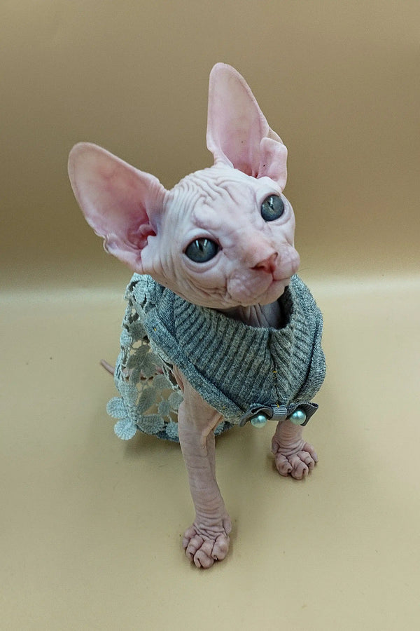 Sphynx kitten Jasmine rocking a cute green knitted sweater, looking adorable