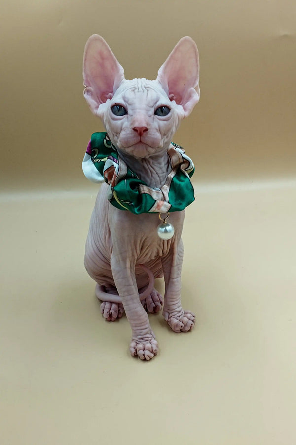 Cute Hairless Sphynx kitten in a green and white ruffled collar named Jasmine