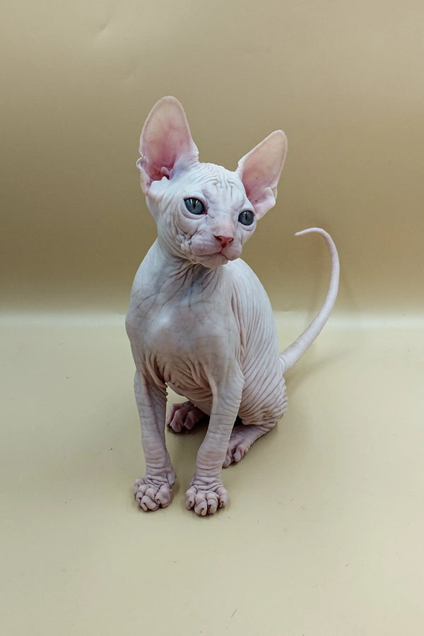 Adorable Hairless Sphynx kitten Jasmine with big ears and cute wrinkled skin sitting up