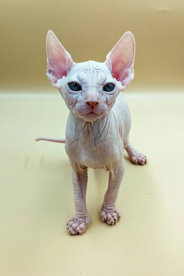 Adorable Sphynx kitten Jasmine with big ears and cute wrinkled skin