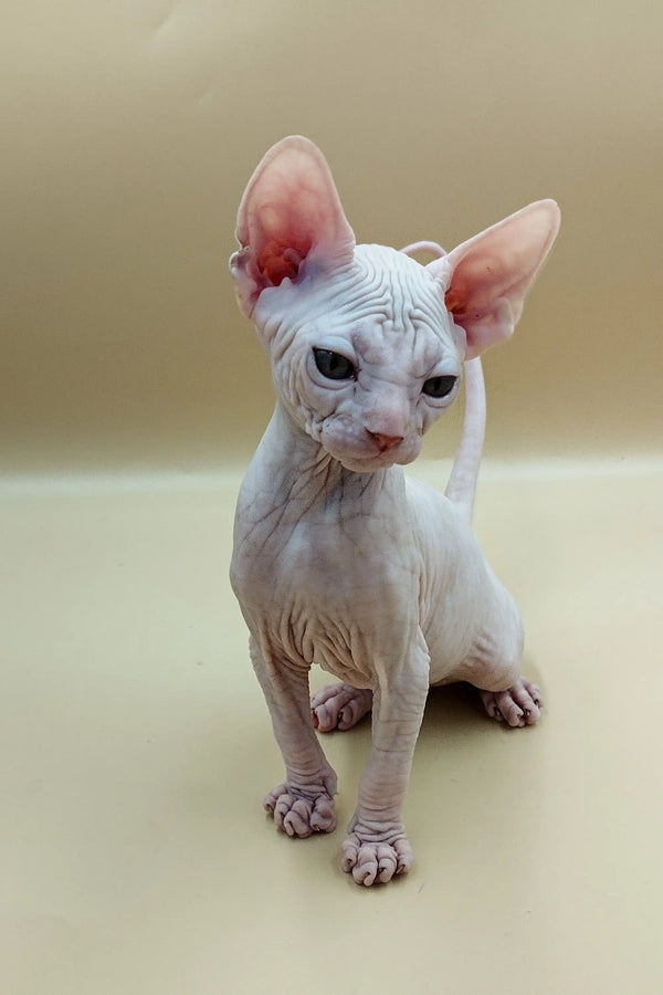 Adorable Hairless Sphynx kitten named Jasmine with cute wrinkly skin and big ears