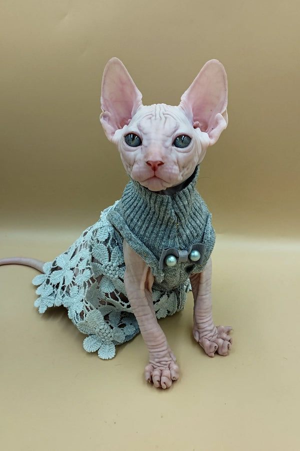 Hairless Sphynx kitten in a cute knitted green sweater with fun decor