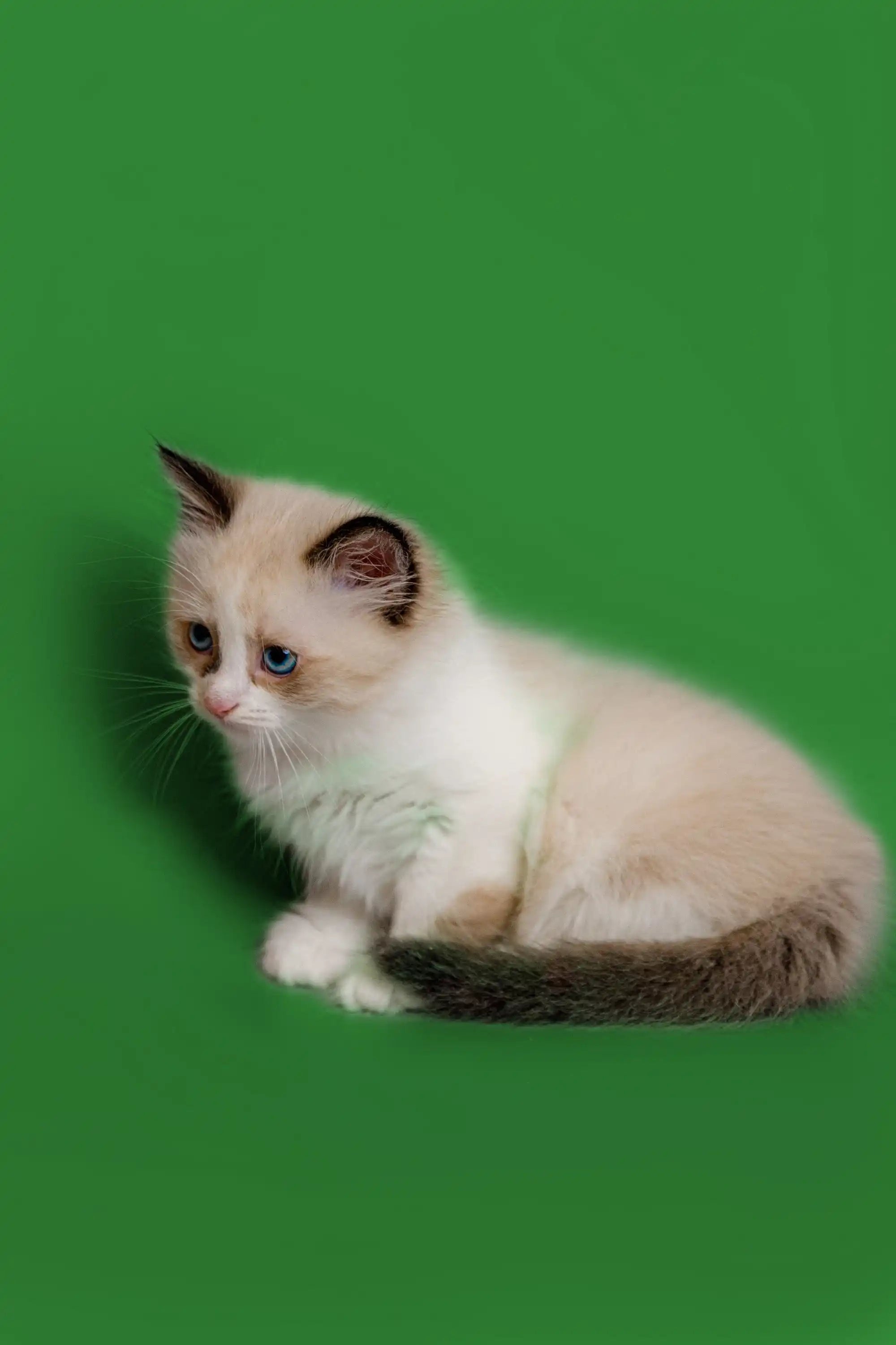 Ragdoll Kittens For Sale | Cats Jason | Kitten