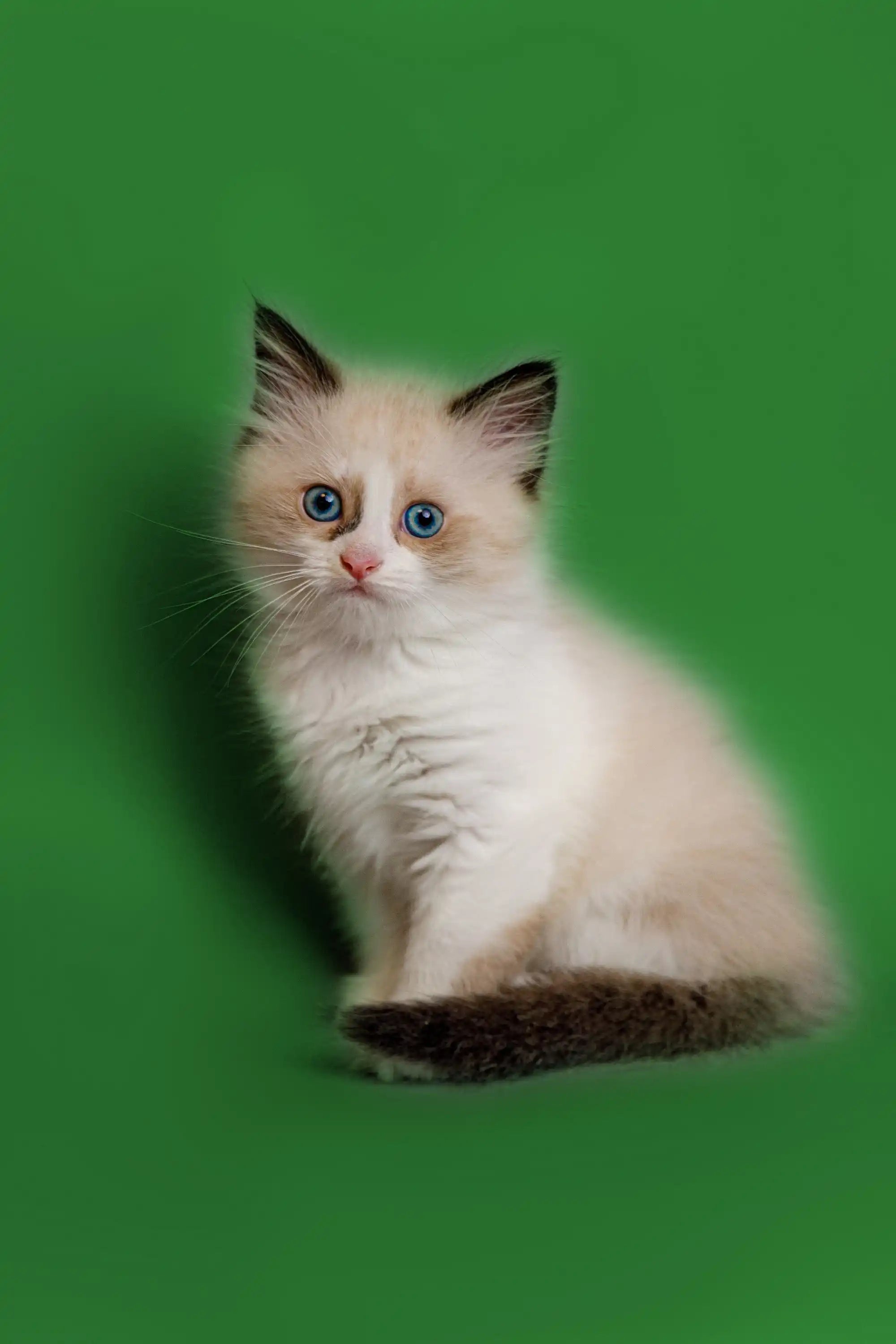 Ragdoll Kittens & Cats For Sale Jason | Kitten
