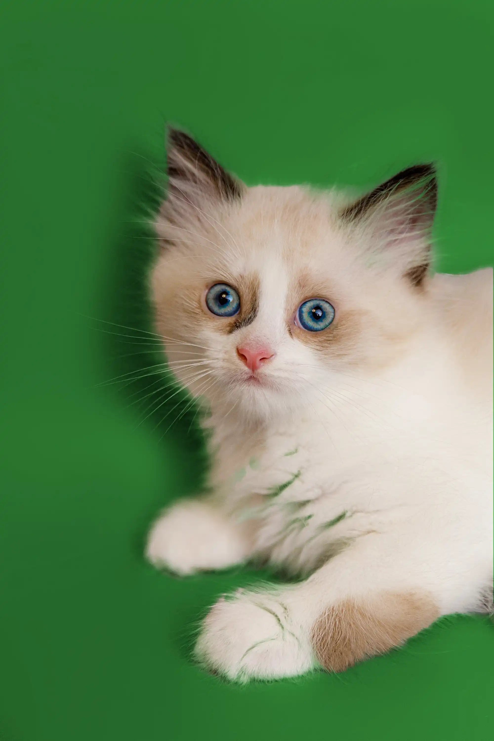 Ragdoll Kittens & Cats For Sale Jason | Kitten