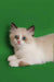 Adorable Ragdoll kitten named Jason with mesmerizing blue eyes and fluffy dark-tipped ears