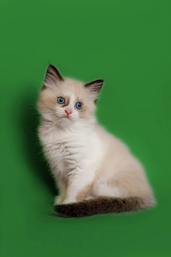 Adorable ragdoll kitten with mesmerizing blue eyes and dark-tipped ears and tail