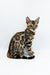 Meet Jasper, the adorable Bengal kitten with a striking spotted and striped coat