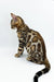 Meet Jasper, the Bengal kitten with a stunning rosette-patterned coat in profile